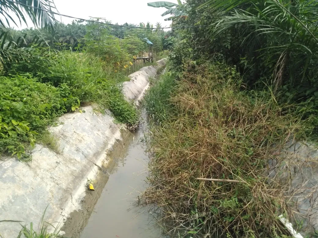 Petani Kecewa.Saluran Irigasi Bendungan Sumanggar Simodong Gambus, Simodong Batu Bara Tak Terurus