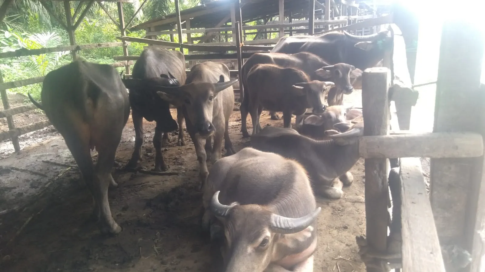 Di Batu Bara, Kerbau dan Lembu Lahir Prematur