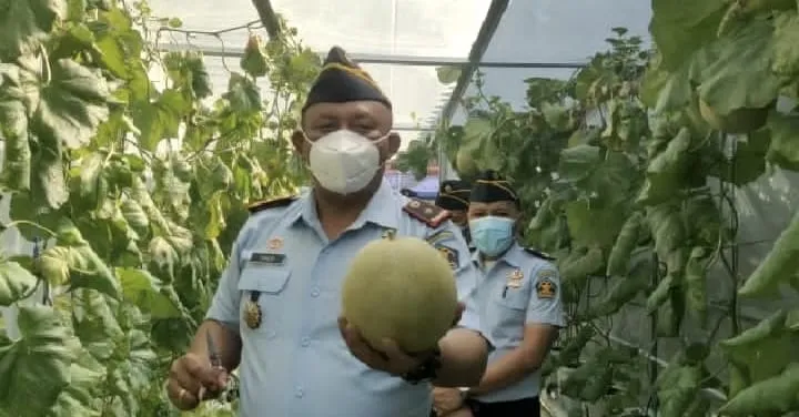 Rutan 1 Medan Panen Melon Hidroponik