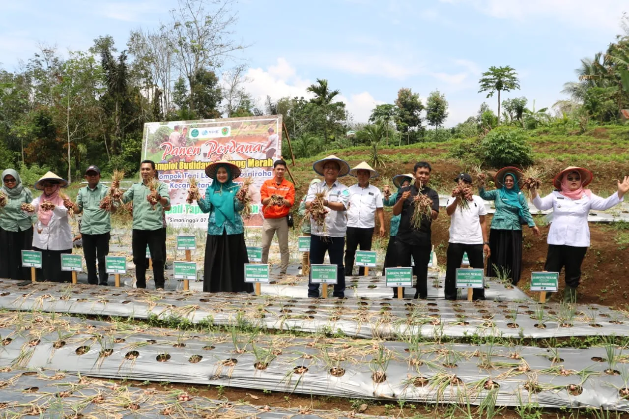 Bupati Dolly bersama Ketua PKK Tapsel dan PLTA Batangtoru Panen Perdana Bawang Merah.