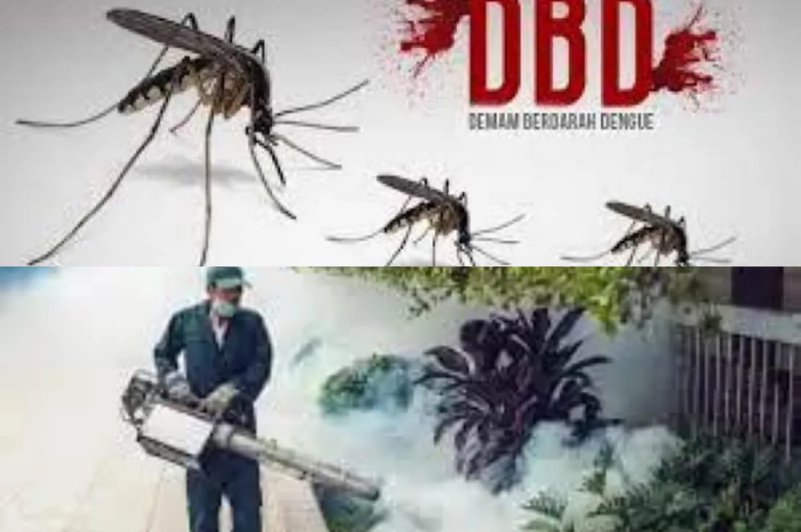 Musim Penghujan Tiba Kasus DPD Di Pacitan Meningkat