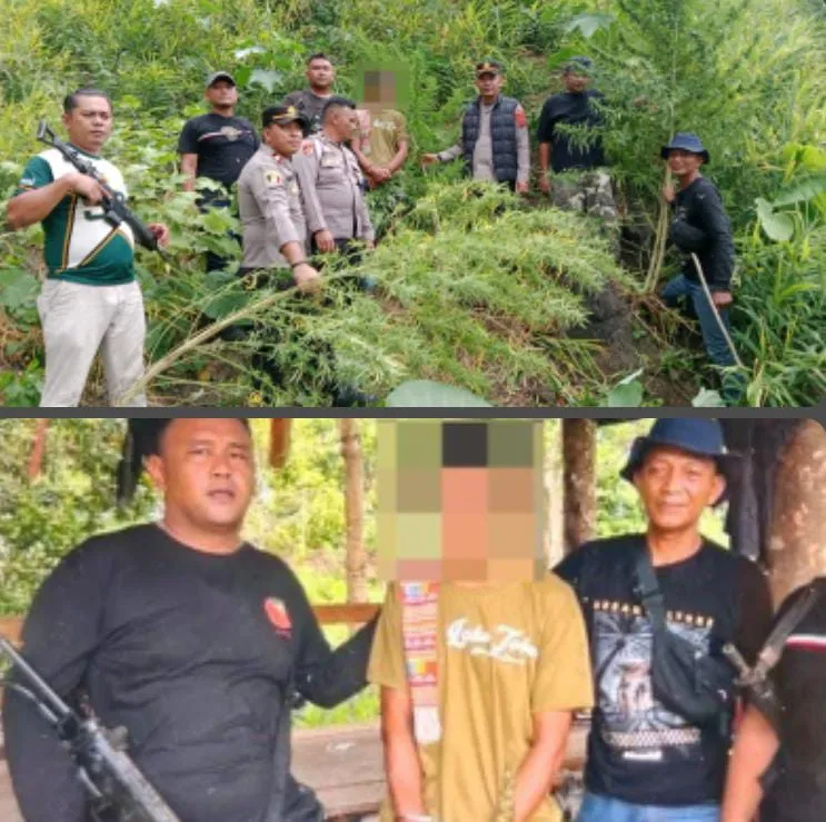 Polisi Ungkap Ladang Ganja di Langkat