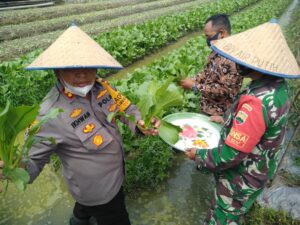 Kapolres Batu Bara Tanam Bawang Merah dan Sawi Saat Resmikan Desa Tangguh