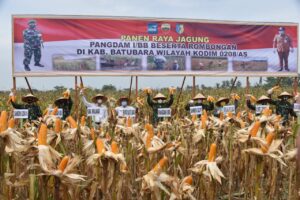 Pangdam I Bukit Barisan Panen Raya Jagung Di Batubara