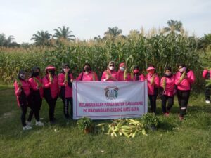 Ibu-Ibu Bhayangkari Polres Batu Bara Panen Sayur dan Jagung