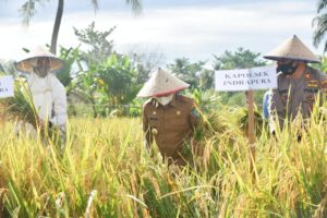 Bupati Batu Bara Zahir Panen Padi Bersama Kelompok Tani Sidomulyo