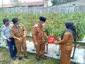 Wakil Bupati Zarnawi Panen Tomat Di Lahan Dinas Pertanian  