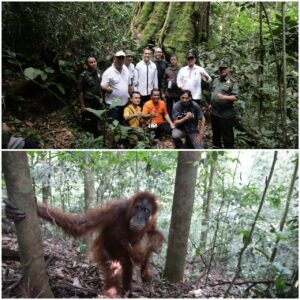 Musa Rajekshah Tinjau Kondisi Orang Utan Bukit Lawang