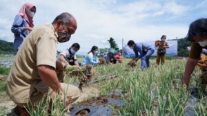 Panen Perdana Bawang Merah PT INALUM