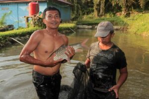 PT Inalum Bantu Budidaya Ikan Jurung Sungai Asahan Berenang Ke Pasar Internasional
