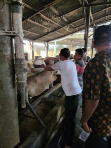 61 Ekor Sapi “Sehat” Disebar Ke-17 Kecamatan Sergai