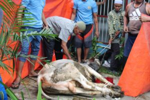 Rutan 1 Medan Kurban 25 Sapi dan 4 Kambing
