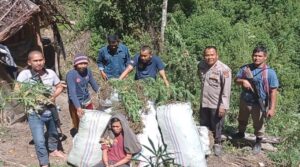 1 Hektar Ladang Ganja di Gayo Lues Ditemukan, Pemilik Diamankan   