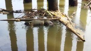 Jasad Sunandio Ditemukan Membusuk Dibawah Jembatan Sungai Wampu