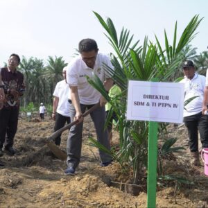 PTPN IV Regional I Realisasikan 744,93 Ha Lahan Peremajaan Sawit Rakyat.