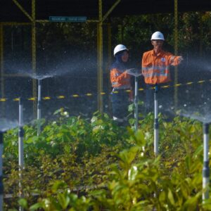 Rayakan Hari LH Sedunia, Tambang Emas Martabe Tanam Ribuan Pohon dan Perluas Fasilitas Nursery.