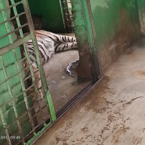 Sakit Tua, Harimau Sumatera Koleksi Medan Zoo Mati.