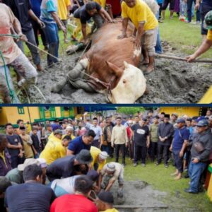 Sapi Kurban Prabowo Subianto Dipotong di Masjid Raya Al Osmani Medan Labuhan.