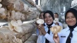 Hasil Kerja Keras, Panen Jamur Tiram Hasil Budidaya Warga Binaan Rutan Medan