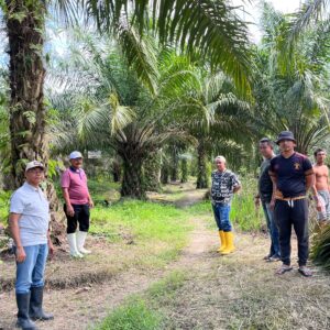 Kalapas Labuhan Ruku Tinjau Lahan, Siap Dukung Program Penanaman Kelapa Hibrida