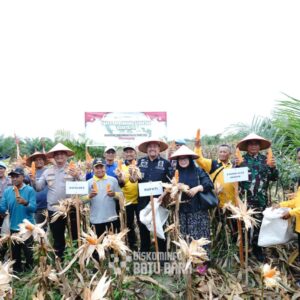 Bupati Batu Bara Hadiri Panen Raya Jagung Serentak Kuartal III