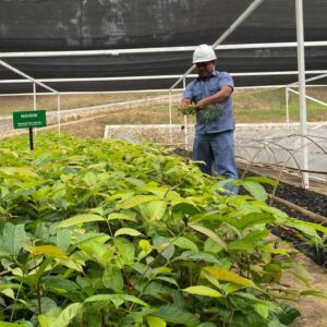 INALUM dan PJT I Perkuat Konservasi Danau Toba Lewat Penanaman Pohon dan Pembibitan Modern
