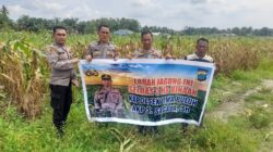 Kapolsek Lima Puluh Cek Lahan Jagung Jelang Panen Raya Serentak