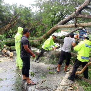 Curah Hujan Tinggi dan Angin Kencang, Pohon Tumbang Timpa Mobil di Batu Bara